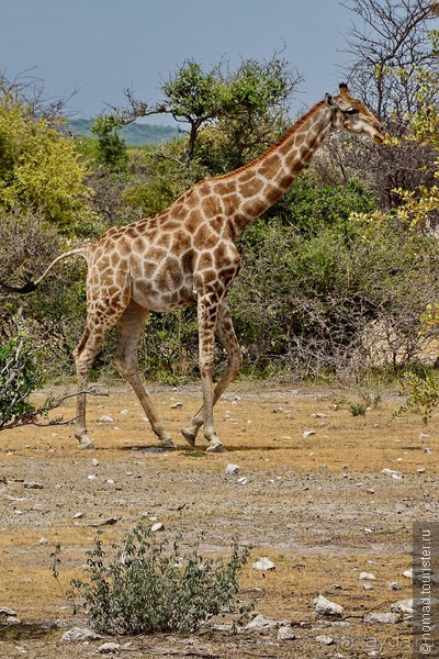 Африканский калейдоскоп. Часть 10