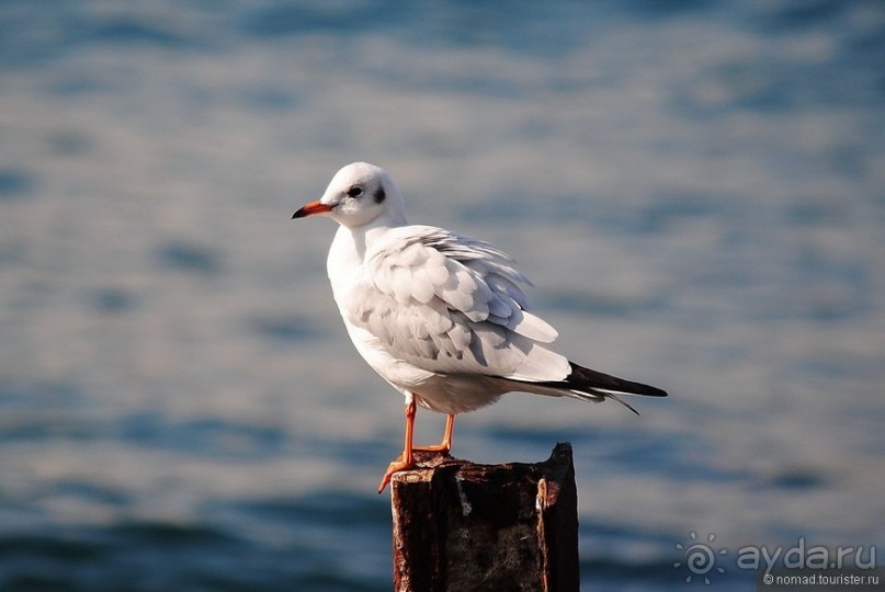 Прогулки по Стамбулу. Азиатский берег
