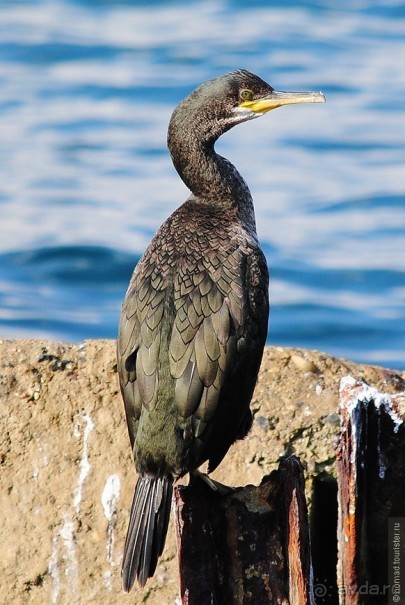 Прогулки по Стамбулу. Азиатский берег