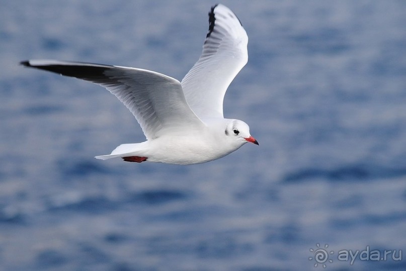 Прогулки по Стамбулу. Азиатский берег