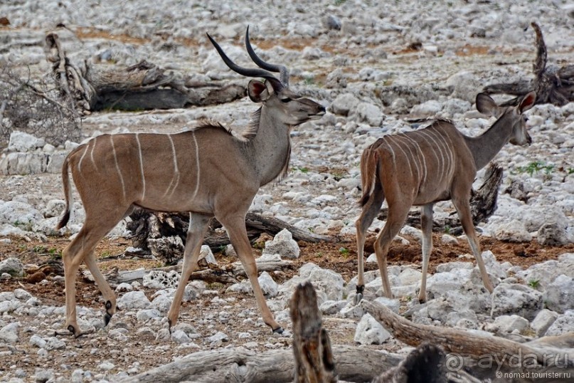 Звери Этоши