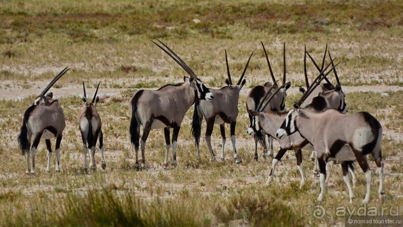 Звери Этоши