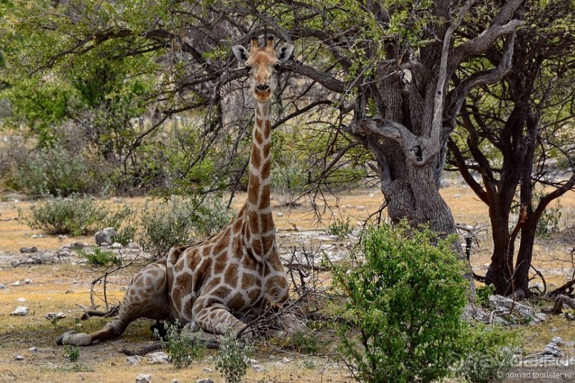 Звери Этоши