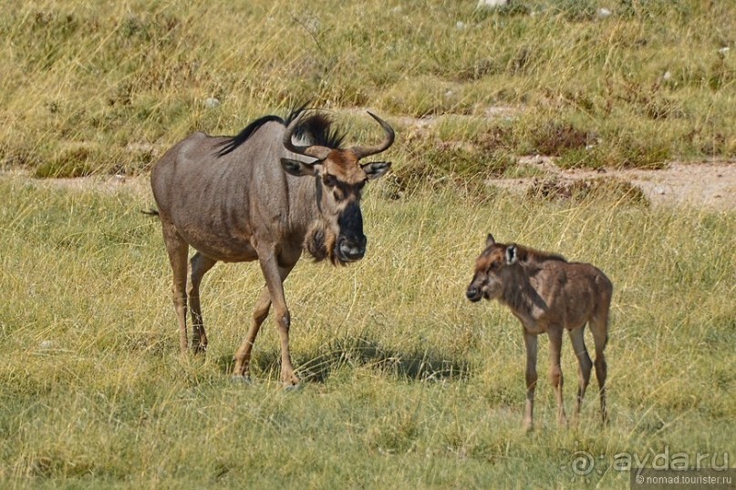 Звери Этоши
