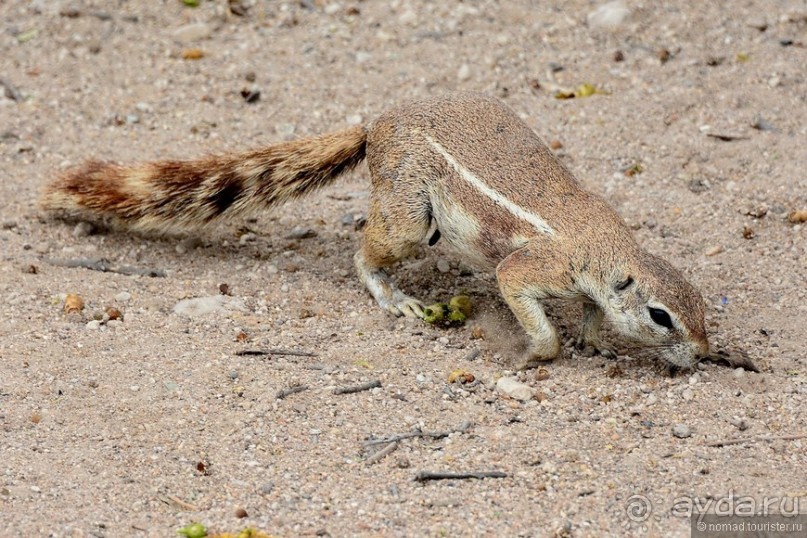 Звери Этоши