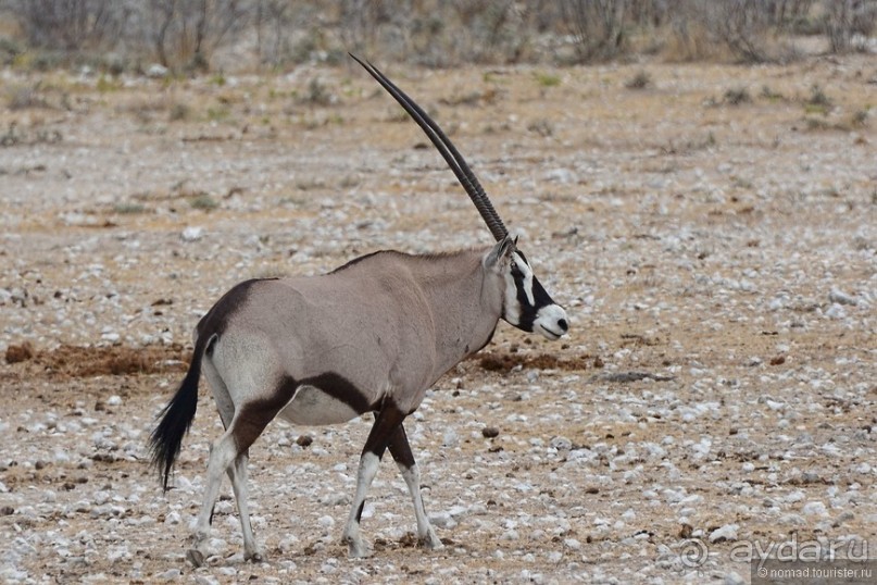 Звери Этоши