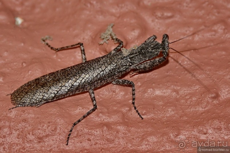 Звери Этоши