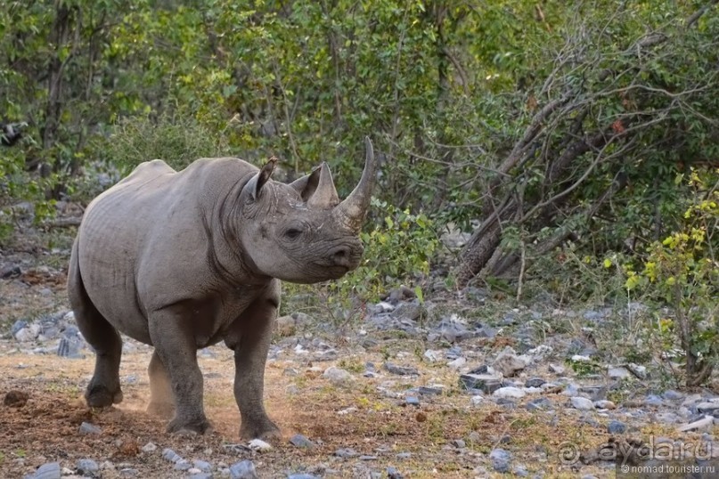 Звери Этоши