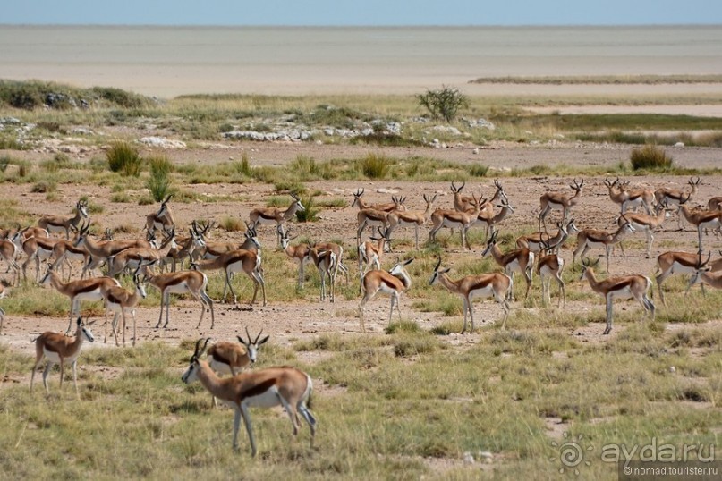 Звери Этоши