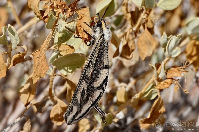 Звери Этоши