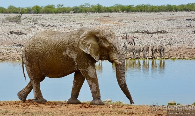 Звери Этоши