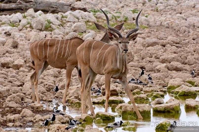 Звери Этоши