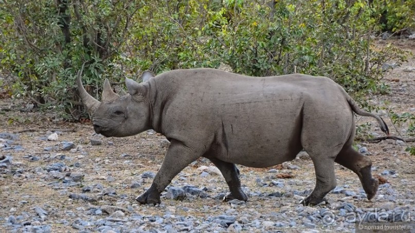 Звери Этоши