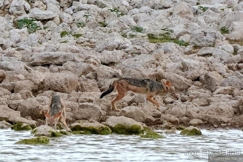 Звери Этоши