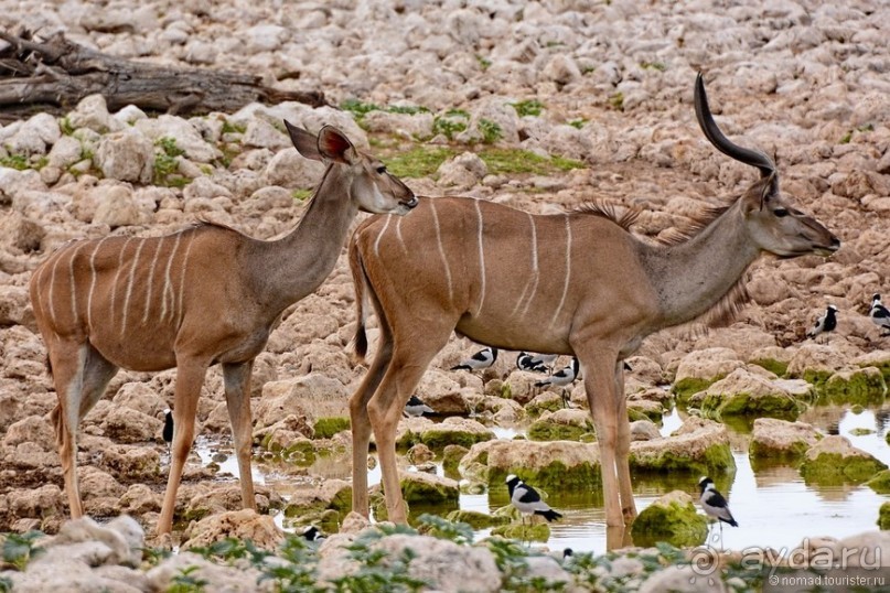 Звери Этоши