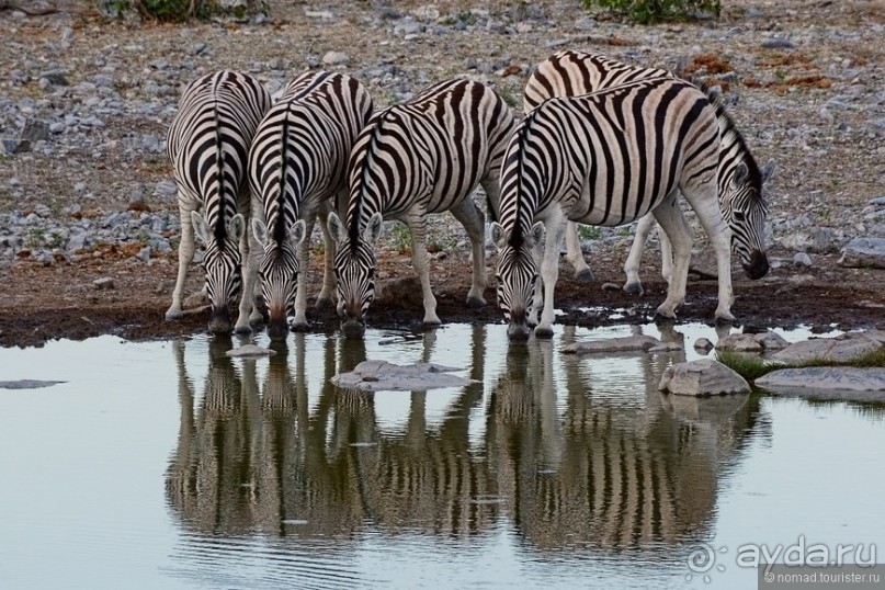 Звери Этоши