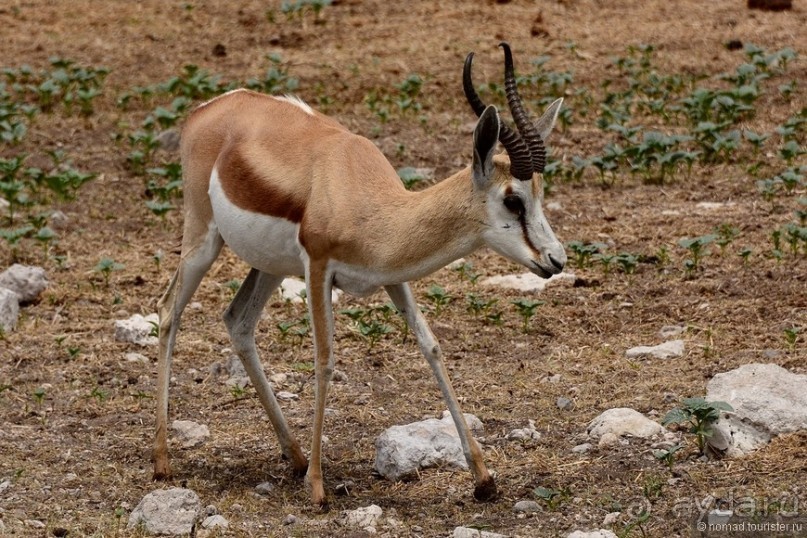 Звери Этоши