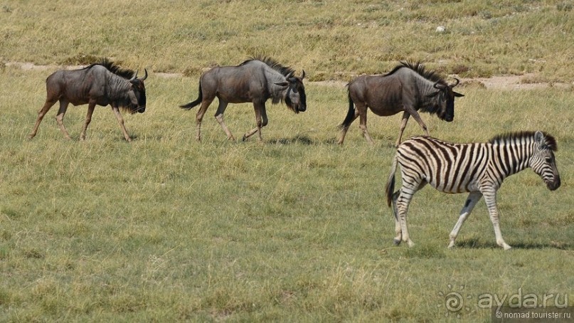 Звери Этоши