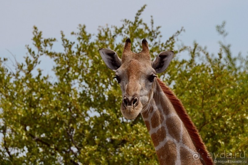Звери Этоши