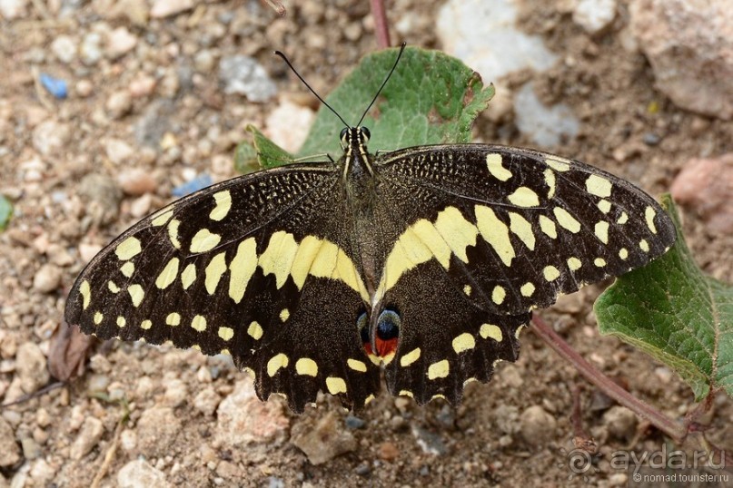 Звери Этоши