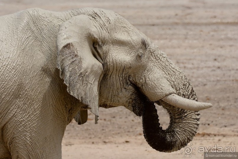 Звери Этоши