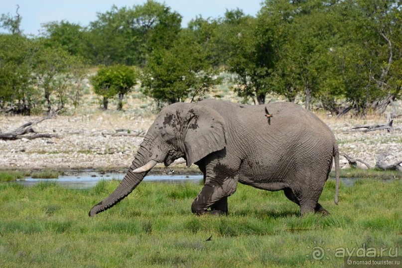 Звери Этоши