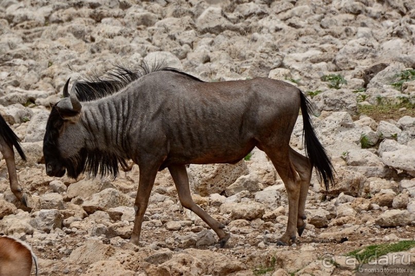 Звери Этоши