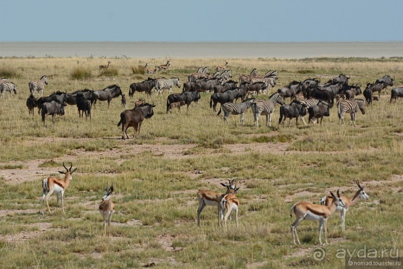 Звери Этоши