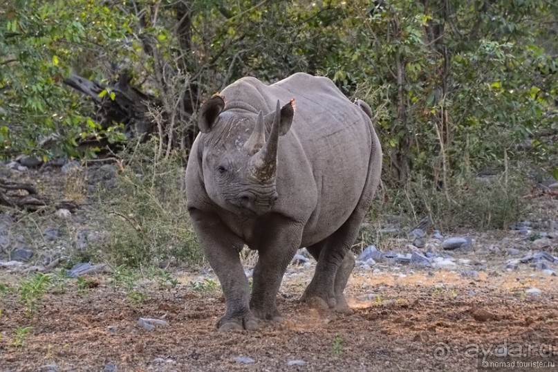 Звери Этоши