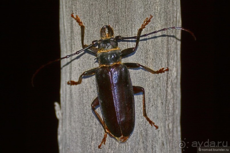 Звери Этоши