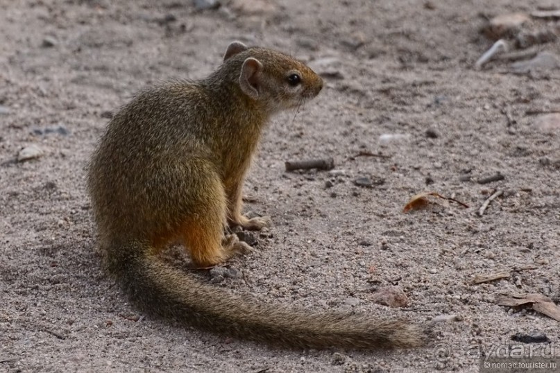 Звери Этоши