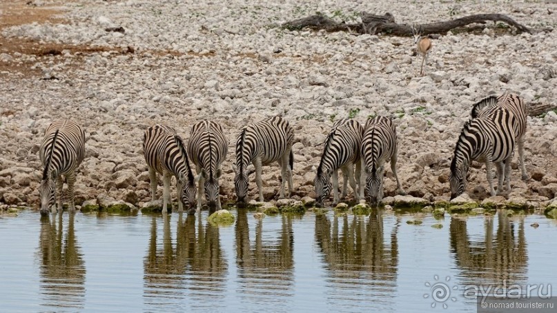 Звери Этоши