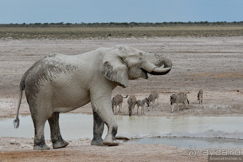 Звери Этоши