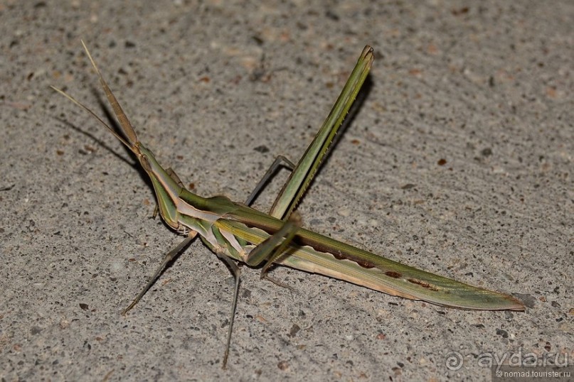 Звери Этоши