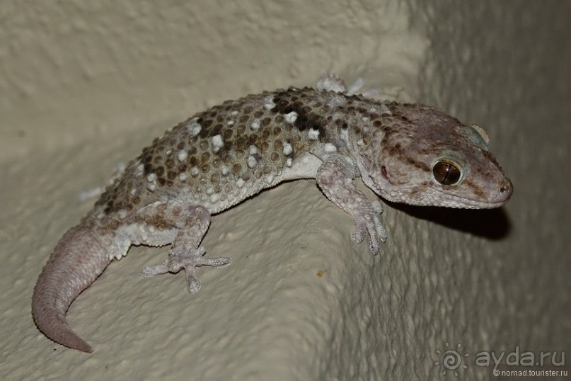 Звери Этоши