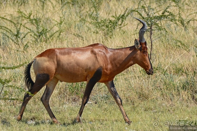 Звери Этоши