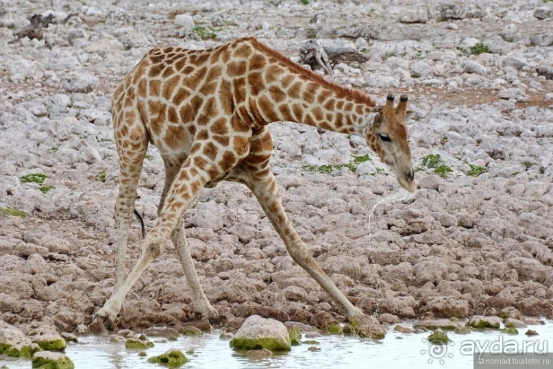 Звери Этоши