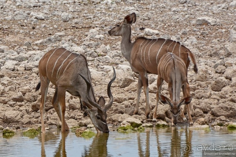 Звери Этоши