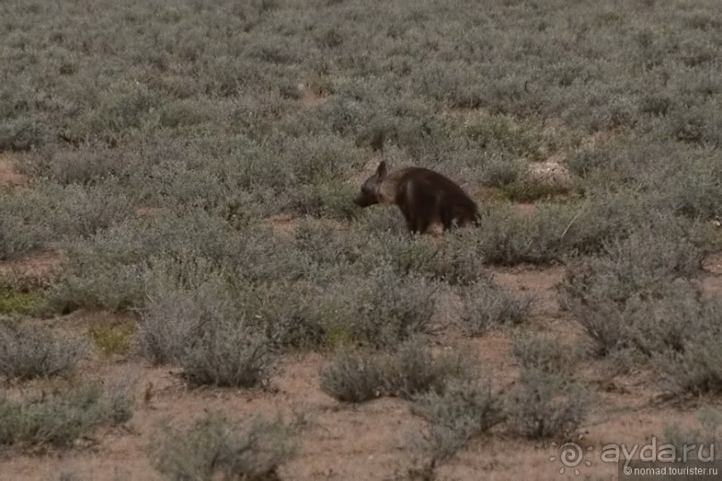 Звери Этоши