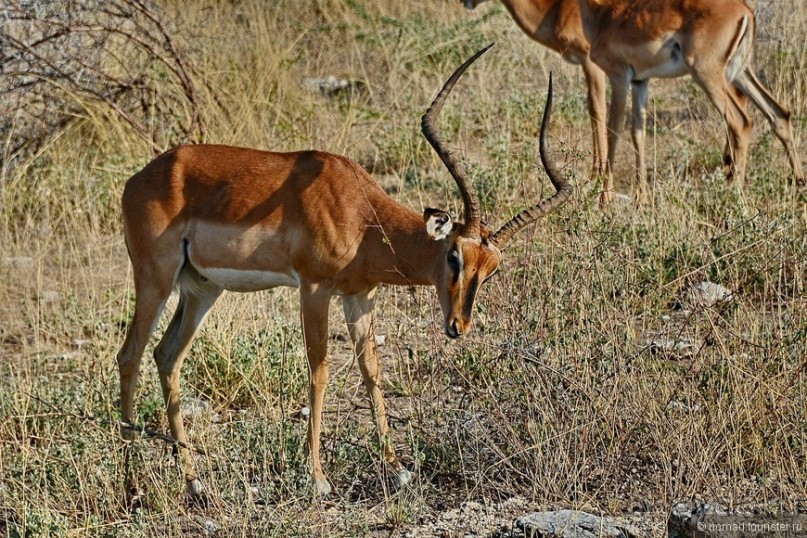 Звери Этоши