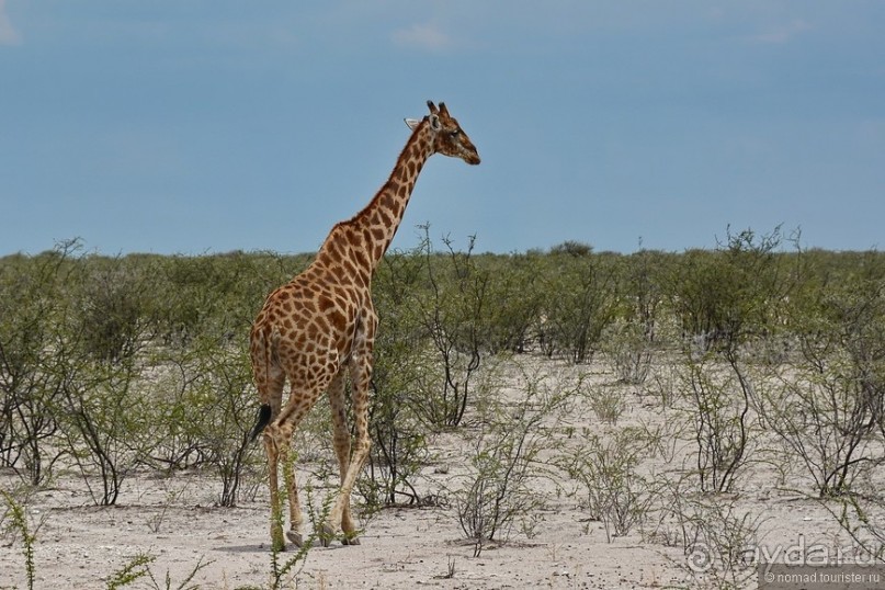 Звери Этоши