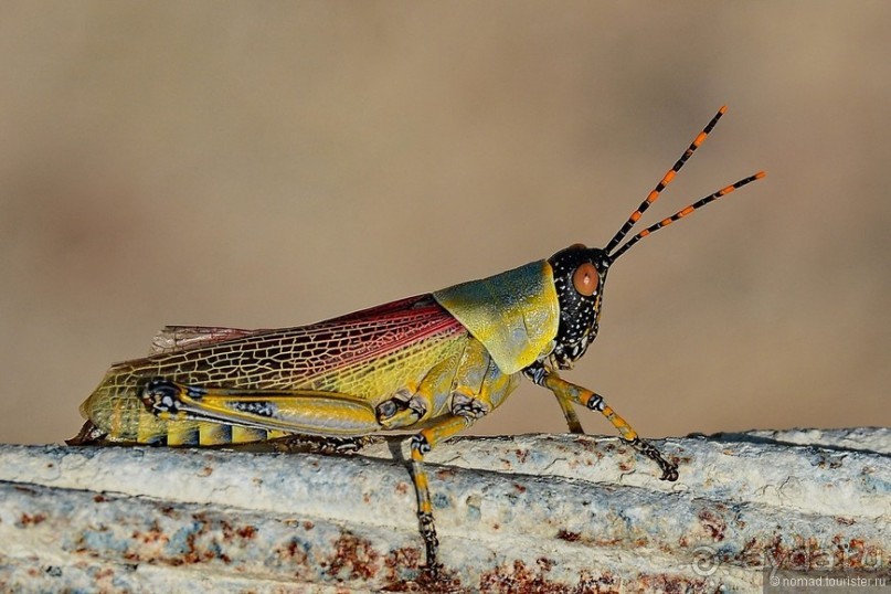 Звери Этоши