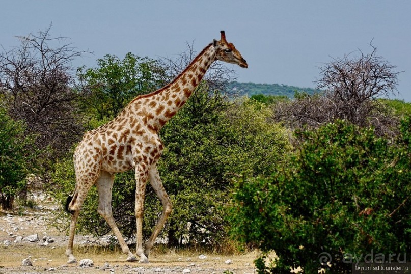 Звери Этоши