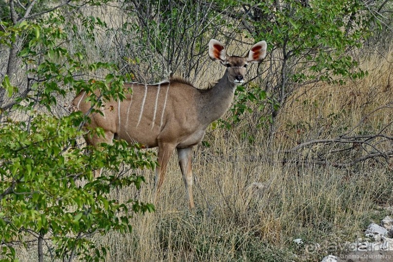 Звери Этоши