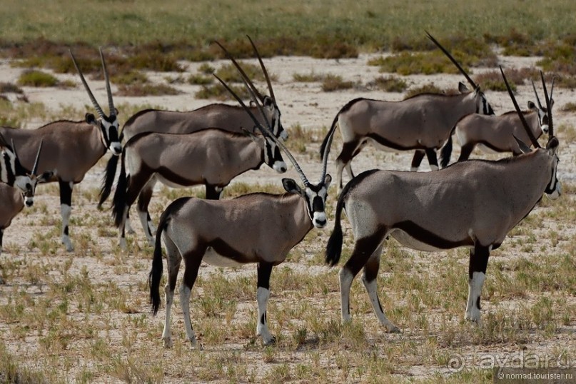 Звери Этоши