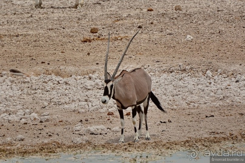 Звери Этоши