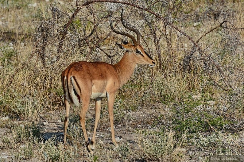 Звери Этоши