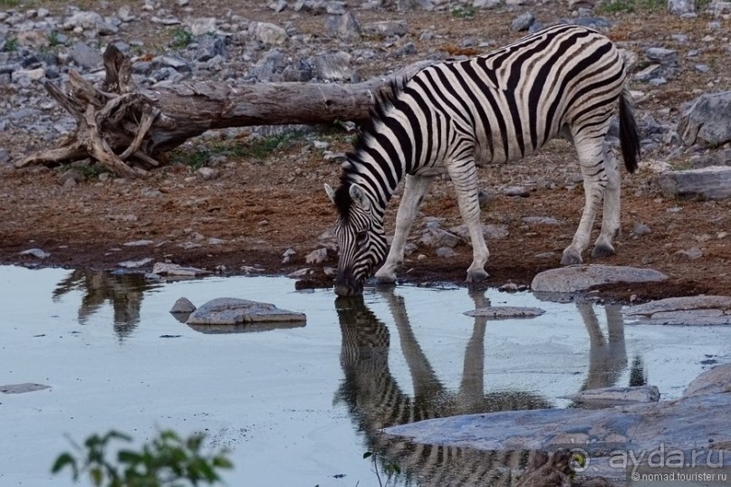 Звери Этоши