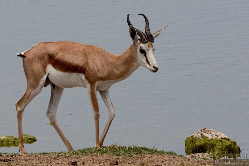 Звери Этоши