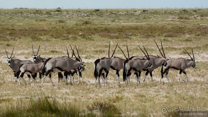 Звери Этоши